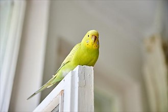 Close up of a Budgerigar parakee. Parrot sitting on the window