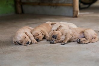 Three-week-old Golden Retriever puppies