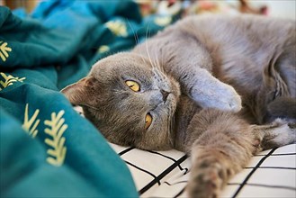 Cute gray british shorthair cat lies in bed. Funny pet settled down comfortably to sleep close up