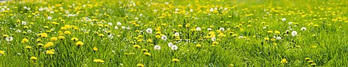 Flower meadow with dandelion