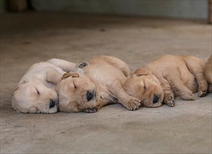 Three-week-old Golden Retriever puppies