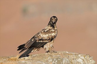 Young bearded vulture