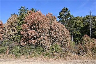Withered field maple