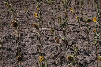 Sunflowers suffer from the extreme drought