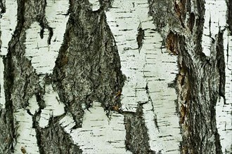 Birch bark texture natural background paper close-up