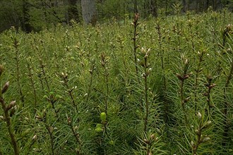 Pine seedlings for reforestation in the Hassberge mountains in Lower Franconia