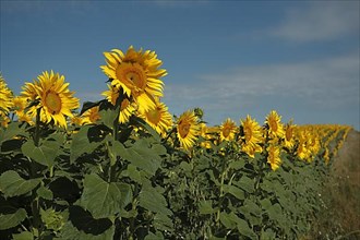Sunflower field in the Hassberge district in Lower Franconia