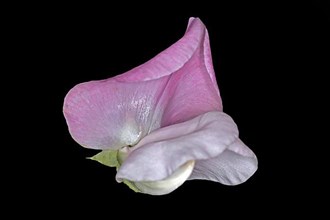 Pink flower of a perennial peavine