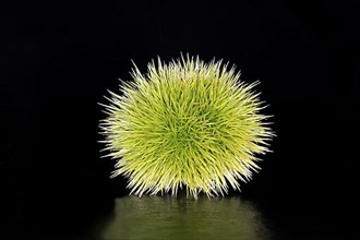 A still unripe sweet chestnut