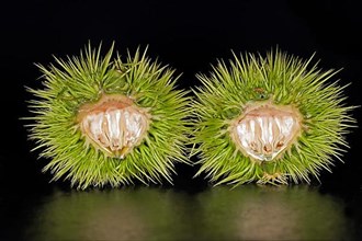 A halved unripe sweet chestnut