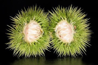 An unripe halved sweet chestnut