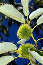 Two chestnuts