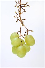 White grape vine