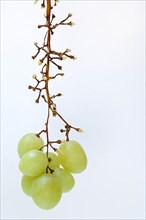 White grape vine