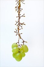 White grape vine