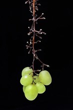 White grape vine