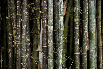 Written green bamboo rods closeup. Bamboo forest