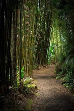 Path in a bamboo forest in Maui