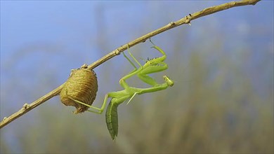 Close-up of green praying mantis sitting on bush branch next to Ootheca