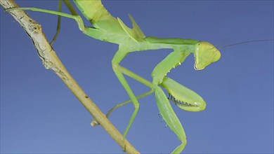 Close-up of green praying mantis sitting on bush branch and looks at on camera on blue sky background. Odessa