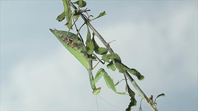Praying mantis sits on a branch on background sky with clouds. Closeup of mantis insect. Odessa