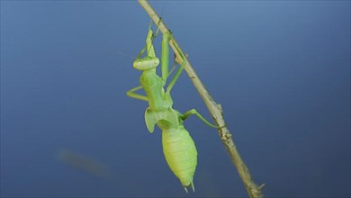 Close-up of green praying mantis sitting on bush branchon and washing his face blue sky background. Odessa