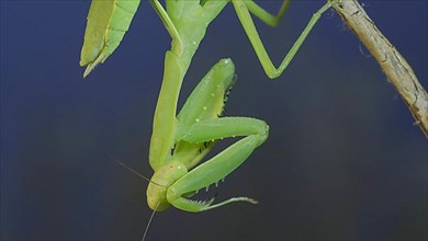 Close-up of green praying mantis sitting on bush branch and washing his face on blue sky background. Odessa