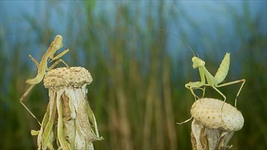 Two newborn green Praying Mantis sit on tops of a dandelions. Close-up of babies mantis insect