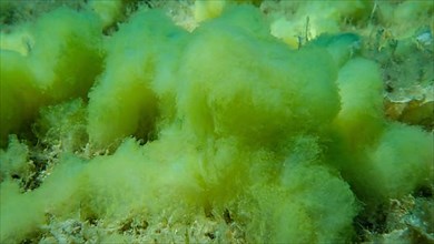 Close-up of seabed covered with Filamentous algae