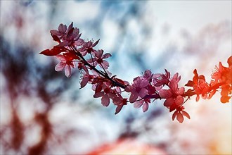 Blossoms on a branch