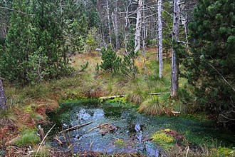 The Werdensteiner moss is a moor in the Allgaeu. Immenstadt im Allgaeu