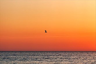 Single seagull flying in the cloudless evening sky