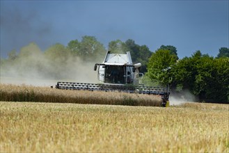 Combine harvester harvesting grain