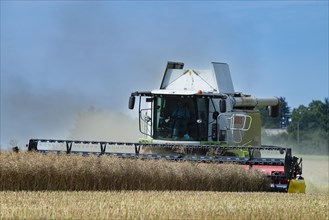 Combine harvester harvesting grain