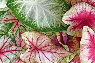 Colorful leaves of Caladium plant in pink