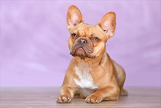 Red French Bulldog dog lying down in front of violet background