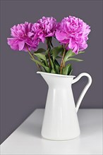 Bouquet of pink Chinese peony flowers in white vase in front of gray background