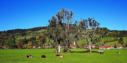 Pasture with cows near Niedersonthofen in the foothills of the Alps. Waltenhofen