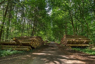Logs stored in the forest along the forest road
