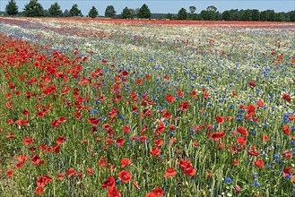 Flowering field with poppy flowers