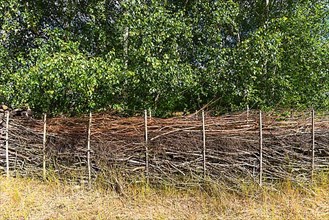 Benjes hedges or deadwood hedges on a nature conservation area