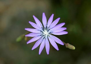 Flower of the common chicory