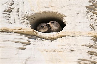 Young sand martins