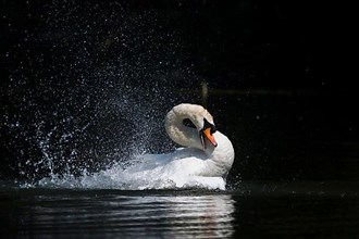 Bathing Mute Swan