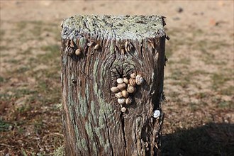 Tree stump with snails