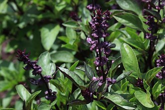 Thai basil