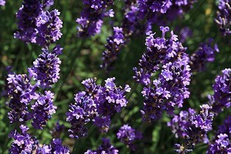 True common lavender