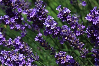 True common lavender