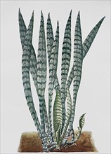 Sansevieria