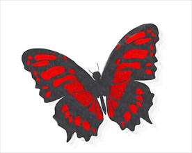 Watercolor style drawing of a red butterfly over white background